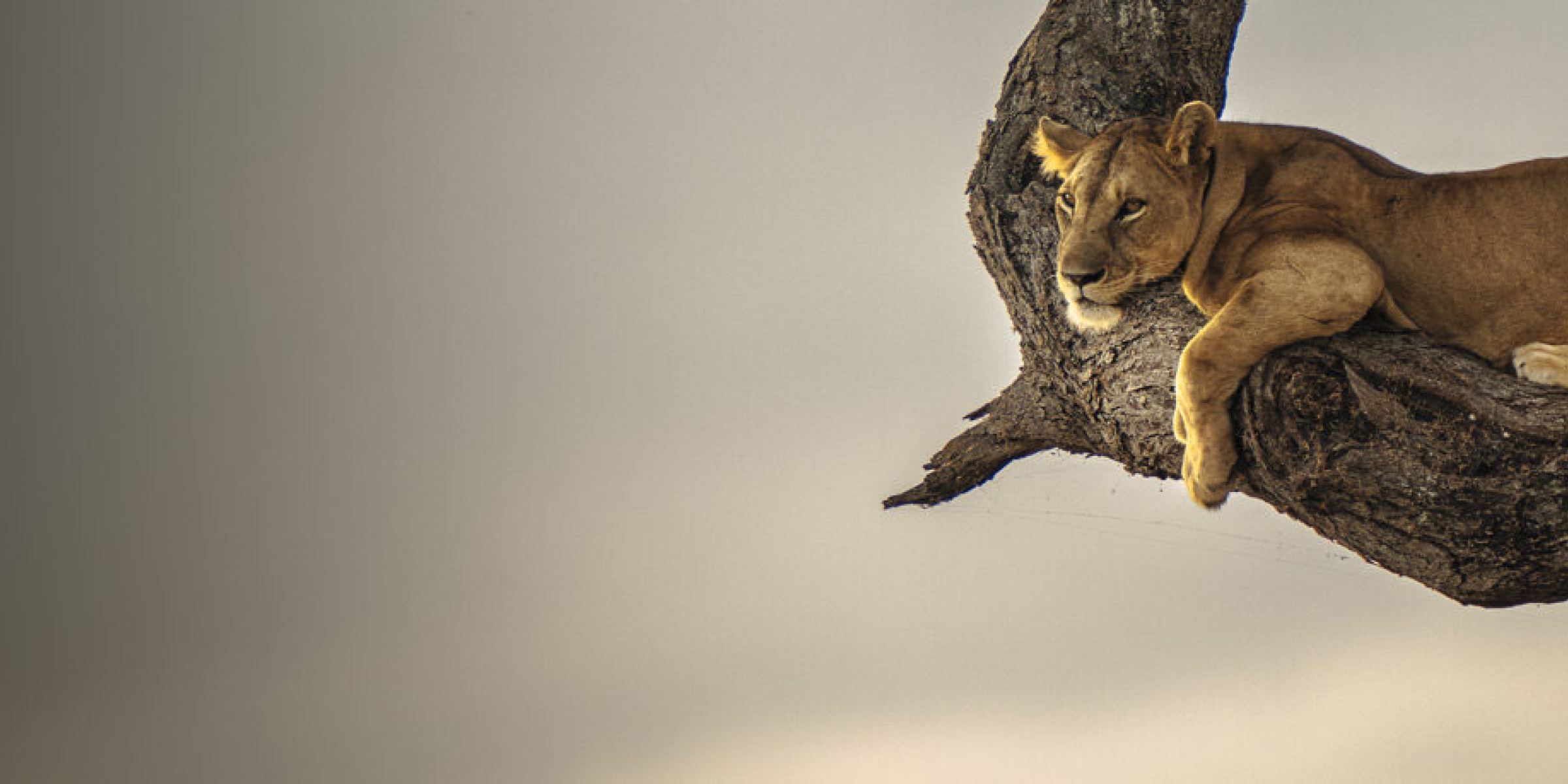 Alpha Academy Banner