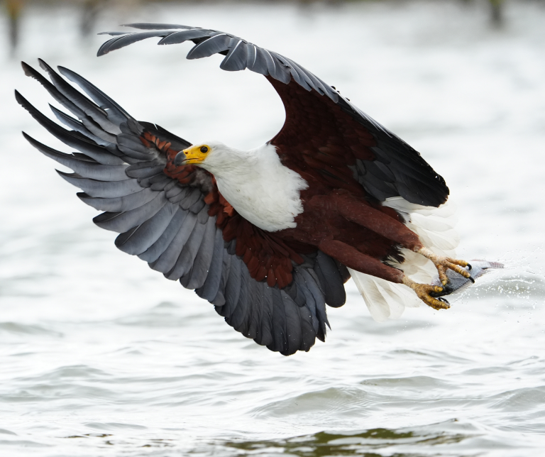 Slow-motion capability